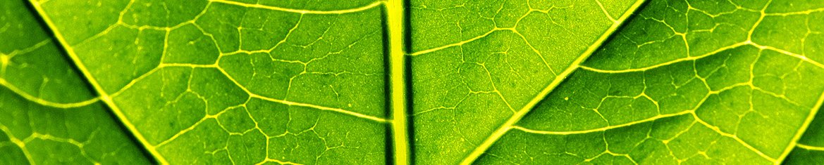 SERVICIO DE FUMIGACION LAS 24 HORAS